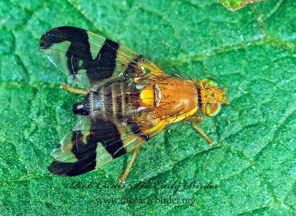 Rhagoletis suavis WALNUT HUSK MAGGOT 1115802z