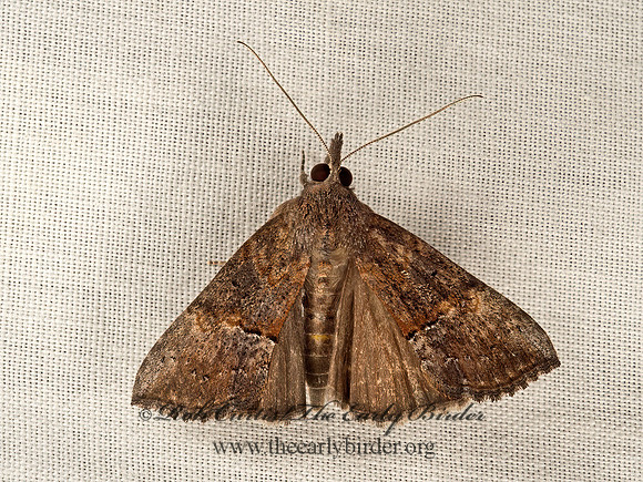 Hypena scabra  GREEN CLOVERWORM MOTH 9047858z