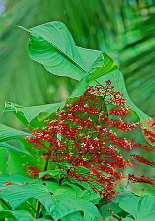 Clerodendrum paniculatum  PAGODA FLOWER  194128z