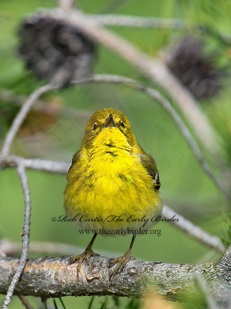 Setophaga pinus  PINE WARBLER 9000328 z