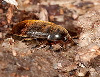 Eustrophus tomentosus 8032961z