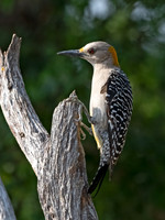 Melanerpes aurifrons  GOLDEN-FRONTED WOODPECKER 3032756z