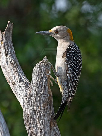 Melanerpes aurifrons  GOLDEN-FRONTED WOODPECKER 3032756z