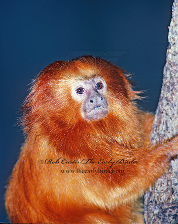 Leontideus rosaria  GOLDEN LION TAMARIN 97204z