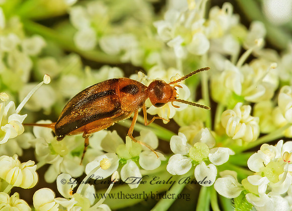 Mordellistena limbalis 1114221z