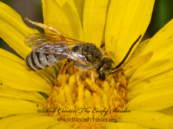 Halictus (Seladonia) confusus arapahonum ARAPAHO METALLIC-FURROW BEE 3023724