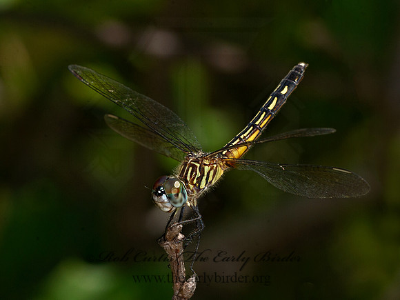 Pachydiplax longipennis BLUE DASHER 9047661