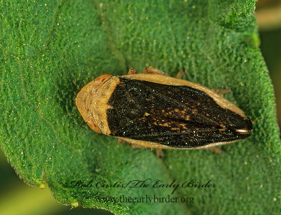 Philaenus spumarius  MEADOW SPITTLEBUG 291101z