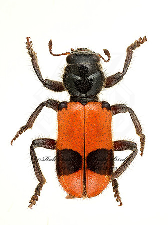 Enoclerus spinolae CHECKERED BEETLE  9020625z