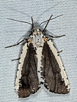 Eucaterva variaria OURAPTERYGINI GEOMETER 7008649z