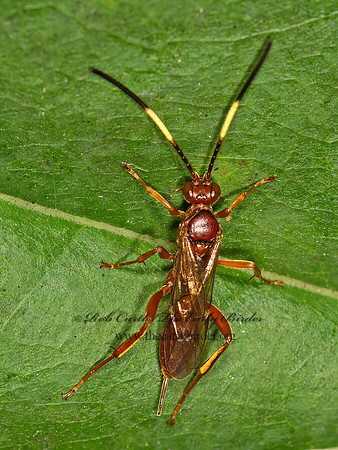Ichneumonidae  ORANGE ICHNEUMON 9041589z