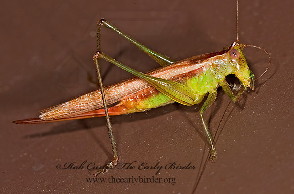 Conocephalus brevipennis  SHORT-WINGED MEADOW GRASSHOPPER  8023373z