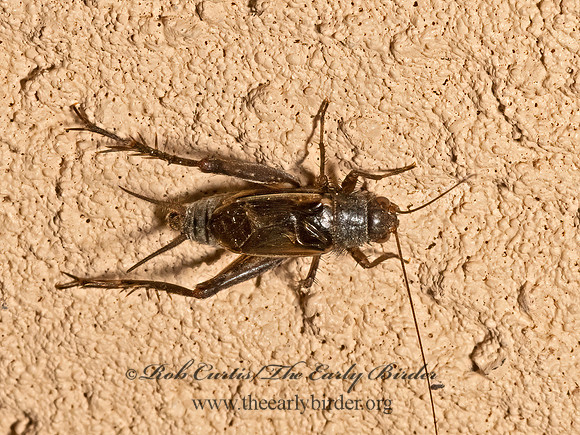 Allonemobius  GROUND CRICKET 3023182z