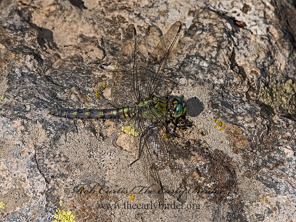 Erythemis collocata WESTERN PONDHAWK 3024291