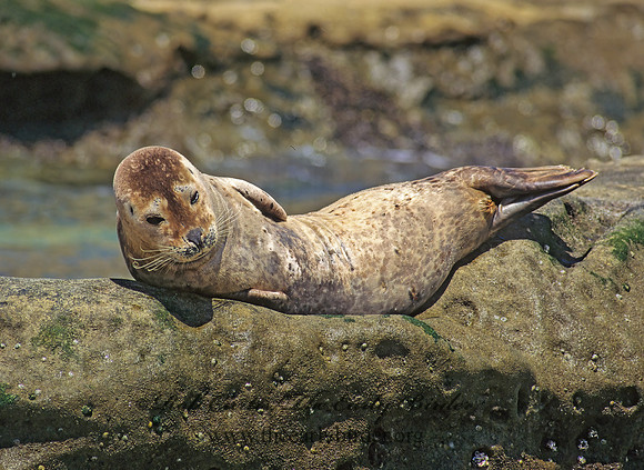 Phoca vitulina  HARBOR SEAL 124502z
