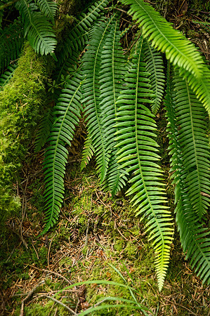 Blechnum spicant  DEER FERN 9059220z
