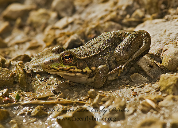 Lithobates clamitans melanota  NORTHERN GREEN FROG 8015374 z