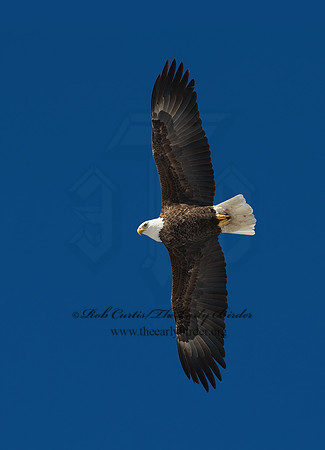 Haliaeetus leucocephalus  BALD EAGLE 8000352z