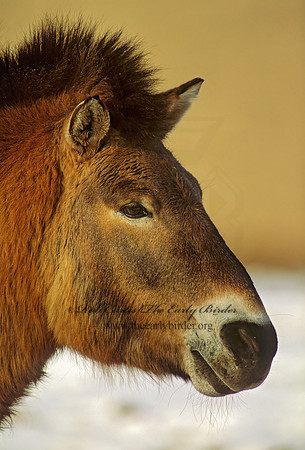 Equus ferus przewalskii  PRZEWALSKI'S HORSE 118924z