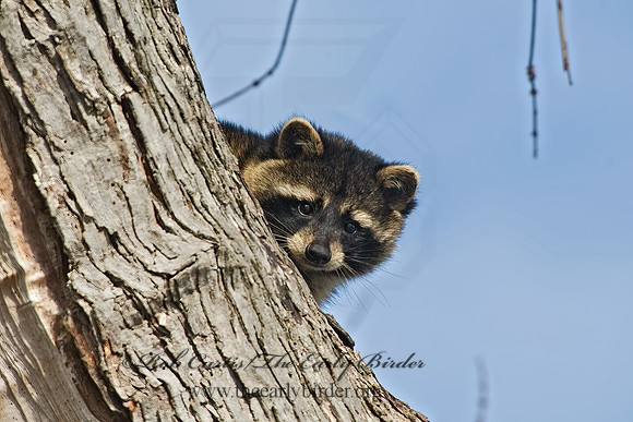 Procyon lotor  RACCOON 5017774 z
