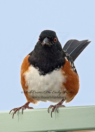 Pipilio maculatus  SPOTTED TOWHEE 8020718z