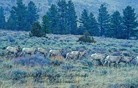 Ovis canadensis  BIGHORN SHEEP 101214z