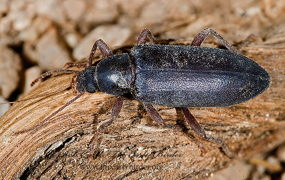 Eupsophulus castaneus 6024879z