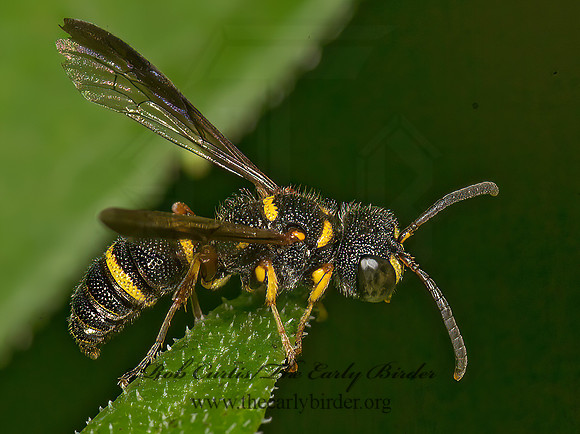 Cerceris insolita  WEEVIL WASP 9047153z