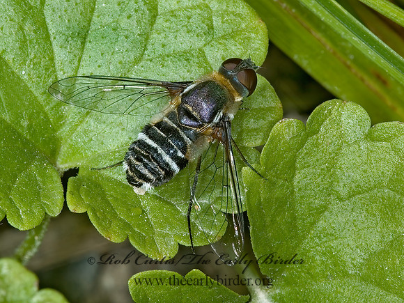 Villa lateralis  BEE FLY 5000082z