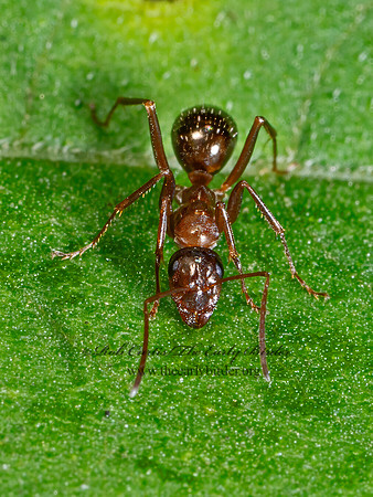 Formica pallidefulva complex FIELD ANT 9090321z