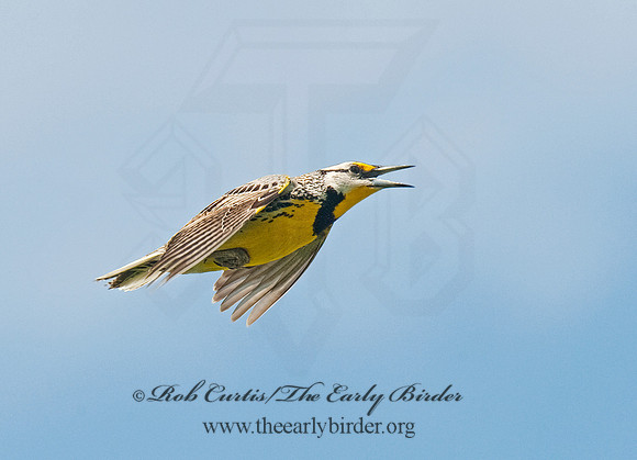 Sturnella magna  EASTERN MEADOWLARK 8025878z