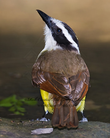Pitangus sulphuratus  GREAT KISKADEE 7005685z