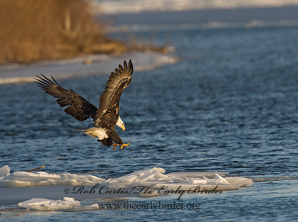 Haliaeetus leucocephalus  BALD EAGLE 8000786z