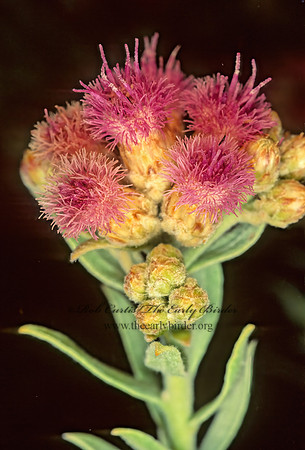 Pluchea sericea  ARROWEED 127507z