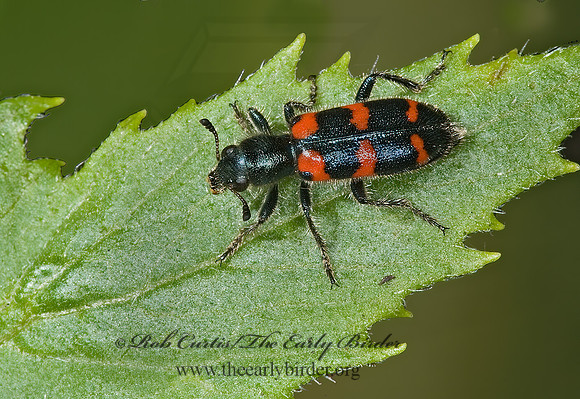 Trichodes nuttalli CHECKERED BEETLE  5000237z