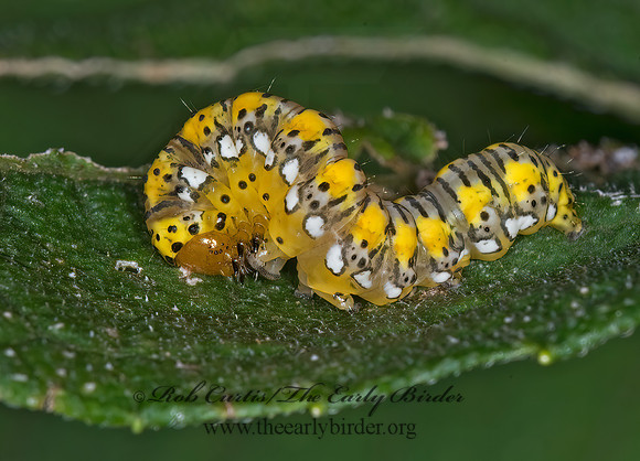 Basilodes pepita GOLD MOTH 6014729z