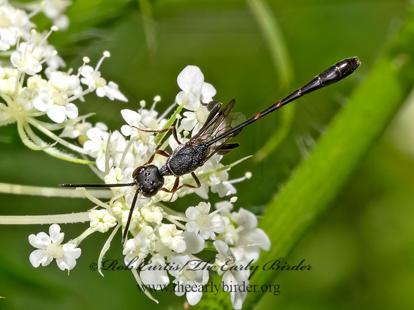 Gasteruption  GASTERUPTIID WASP 3022694z
