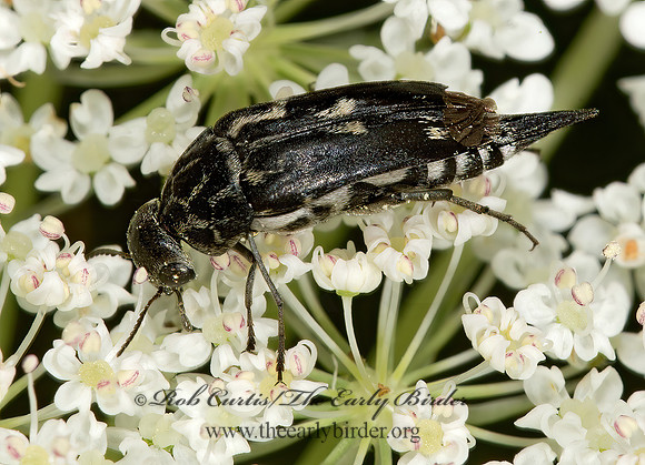 Hoshihananomia octopunctata  TUMBLING FLOWER BEETLE 9013424z