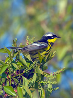 Setophaga magnolia MAGNOLIA WARBLER 8003337z
