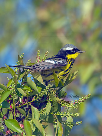 Setophaga magnolia  MAGNOLIA WARBLER 8003337z