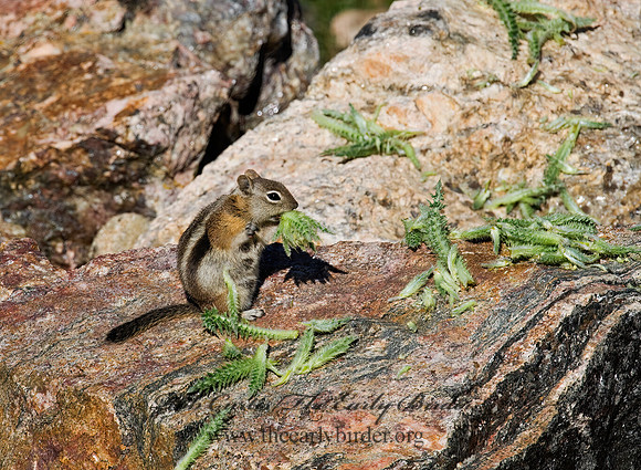 Callospermophilus lateralis  GOLDEN MANTLED SQUIRREL 7010676z
