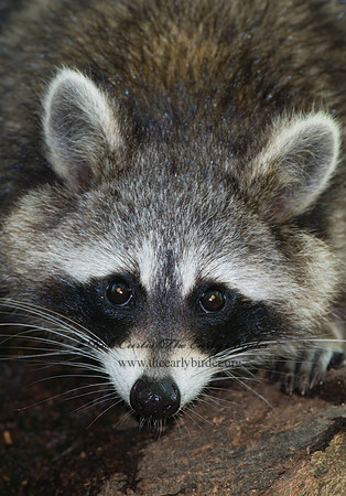 Procyon lotor  RACCOON 6005453 z
