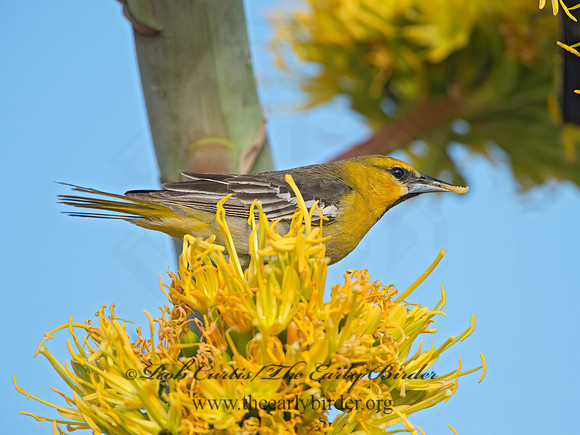 Icterus cucullatus  HOODED ORIOLE 9056647z