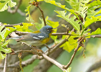 Setophaga americana NORTHERN PARULA 9046038z