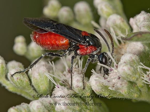 Arge humeralis  POISON IVY SAWFLY 9048036z
