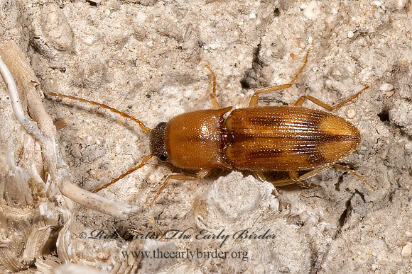 Aeolus  AGRYPINNAE CLICK BEETLE 3039422z