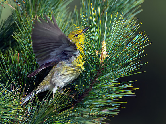 Setophaga pinus  PINE WARBLER 9000244 z