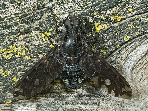 Xenox tigrinus  ANTHRACINI BEE FLY 5012284z