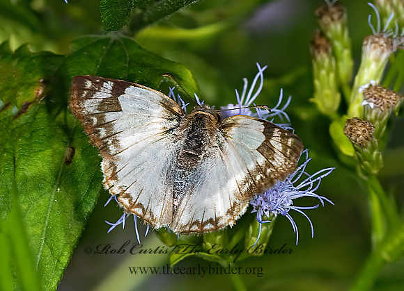 Heliopetes laviana  LAVIANA WHITE-SKIPPER 6023992sz