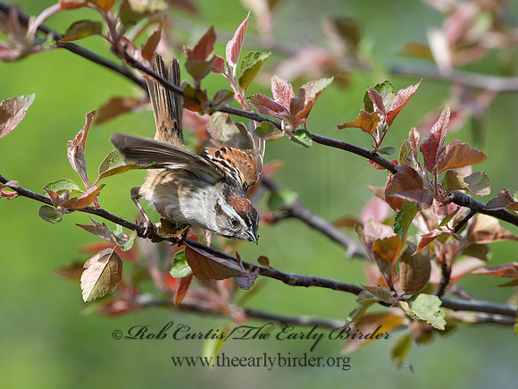 Melospiza georgiana  SWAMP SPARROW 9043024z